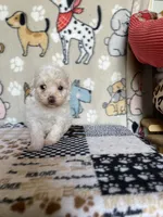 Dash, a male Maltipoo for sale in Stilwell, OK – 2 of 2