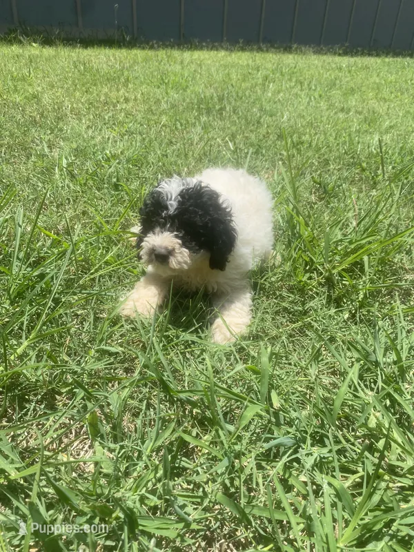 Boy #4  – Poodle - Toy  puppy for sale in Stilwell, OK