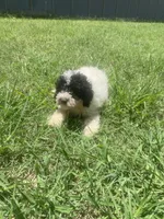 Boy #4 , a male Poodle - Toy  for sale in Stilwell, OK – 1 of 2