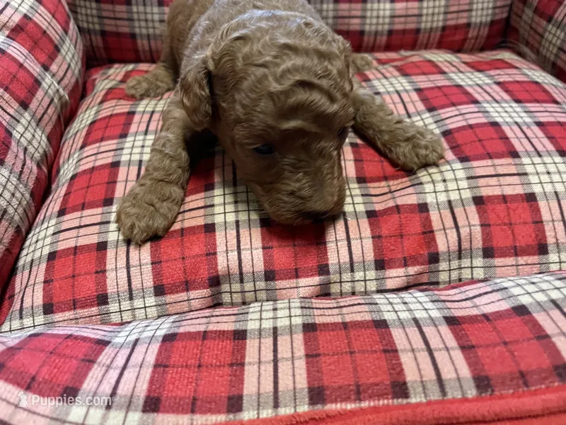 Copper  – Poodle - Toy  puppy for sale in Stilwell, OK