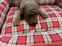 Copper , a male Poodle - Toy  for sale in Stilwell, OK – 1 of 1