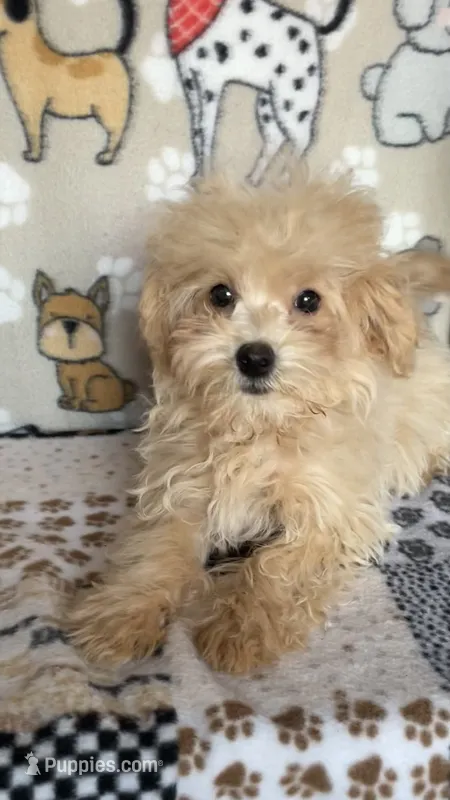 Gus – Maltipoo puppy for sale in Stilwell, OK