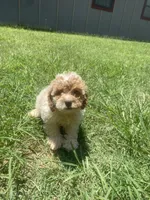 Boy #5 , a male Poodle - Toy  for sale in Stilwell, OK – 2 of 2