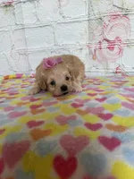 Iris, a female Maltipoo for sale in Stilwell, OK – Photo 1 of 4