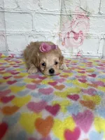 Iris, a female Maltipoo for sale in Stilwell, OK – Photo 3 of 4