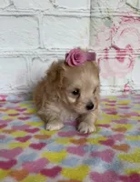 Iris, a female Maltipoo for sale in Stilwell, OK – Photo 2 of 4