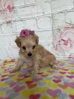 Iris, a female Maltipoo for sale in Stilwell, OK – Photo 4 of 4