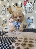 Gus, a male Maltipoo for sale in Stilwell, OK – 8 of 10