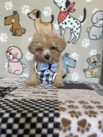 Gus, a male Maltipoo for sale in Stilwell, OK – 9 of 10