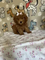 AKC Ruby, a female Poodle - Toy  for sale in Stilwell, OK – 8 of 10