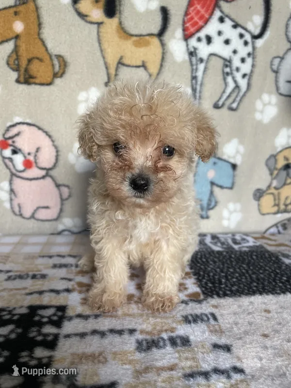 Scout – Maltipoo puppy for sale in Stilwell, OK