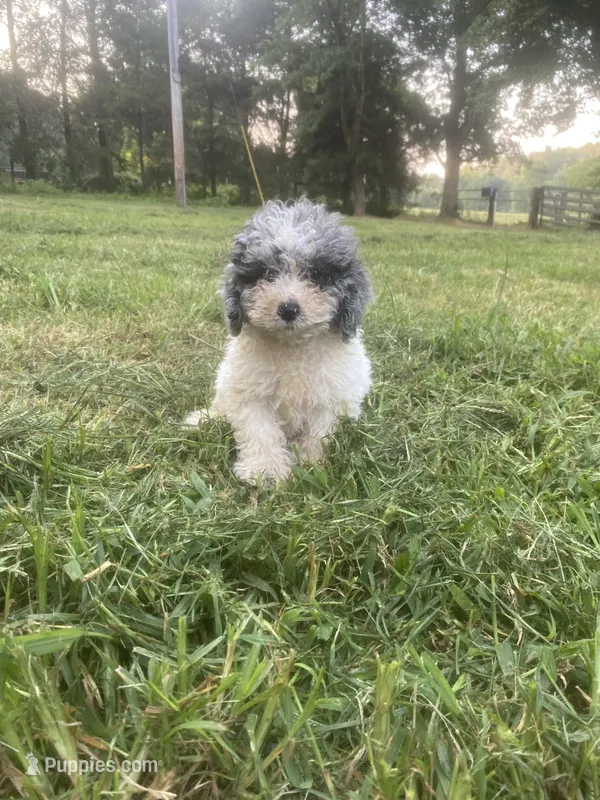 Boy # – Poodle - Toy  puppy for sale in Stilwell, OK
