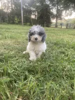 Boy #, a male Poodle - Toy  for sale in Stilwell, OK – 1 of 2
