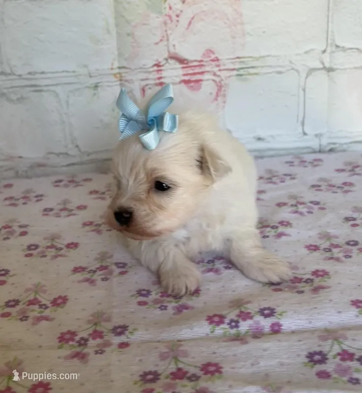 Dottie, a female Maltipoo for sale in Stilwell, OK – Photo 1 of 4