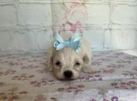 Dottie, a female Maltipoo for sale in Stilwell, OK – Photo 3 of 4