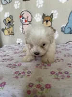 Dottie, a female Maltipoo for sale in Stilwell, OK – Photo 6 of 6