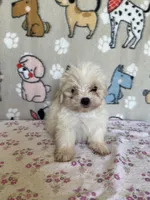 Dottie, a female Maltipoo for sale in Stilwell, OK – Photo 3 of 6