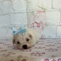 Dottie, a female Maltipoo for sale in Stilwell, OK – Photo 4 of 6