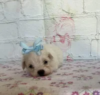 Dottie, a female Maltipoo for sale in Stilwell, OK – Photo 2 of 4
