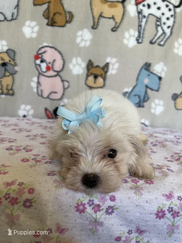 Dottie – Maltipoo puppy for sale in Stilwell, OK
