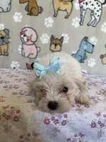Dottie, a female Maltipoo for sale in Stilwell, OK – Photo 1 of 6