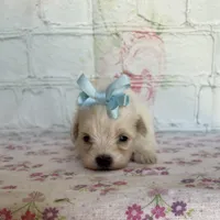 Dottie, a female Maltipoo for sale in Stilwell, OK – Photo 2 of 6