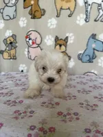 Dottie, a female Maltipoo for sale in Stilwell, OK – Photo 5 of 6