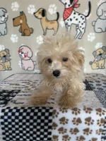 Gus, a male Maltipoo for sale in Stilwell, OK – 4 of 6
