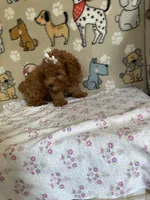 AKC Ruby, a female Poodle - Toy  for sale in Stilwell, OK – 4 of 10