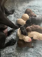 Labs, a female Labrador Retriever for sale in Stilwell, OK – Photo 1 of 2