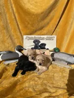 Labs, a female Labrador Retriever for sale in Stilwell, OK – Photo 2 of 2