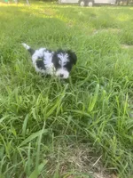 Girl #1, a female Yorkipoo and Poodle - Toy  for sale in Stilwell, OK – 2 of 2