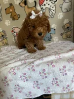 AKC Ruby, a female Poodle - Toy  for sale in Stilwell, OK – 7 of 10