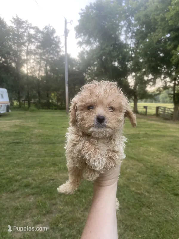Boy #2 – Poodle - Toy  puppy for sale in Stilwell, OK