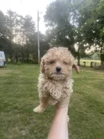 Boy #2, a male Poodle - Toy  for sale in Stilwell, OK – 1 of 1