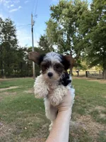 Girl , a female Yorkshire Terrier for sale in Stilwell, OK – 2 of 2