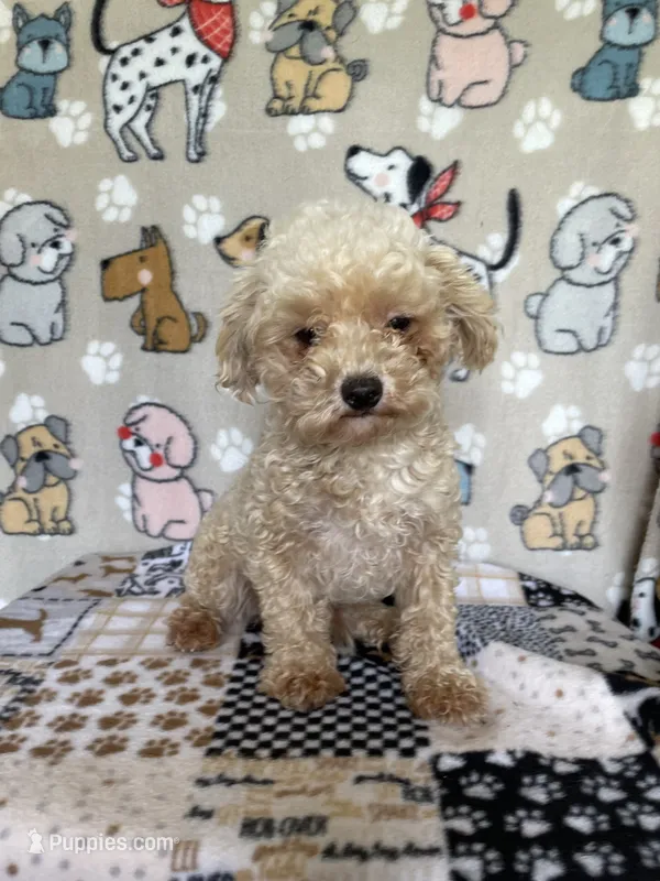 Doug – Poodle - Toy  puppy for sale in Stilwell, OK