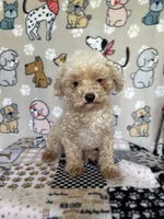 Doug, a male Poodle - Toy  for sale in Stilwell, OK – 1 of 5