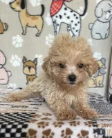 Gus, a male Maltipoo for sale in Stilwell, OK – 4 of 10