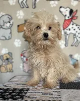Gus, a male Maltipoo for sale in Stilwell, OK – 2 of 6