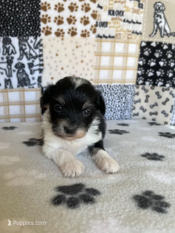 Dodger, a male Maltipoo for sale in Stilwell, OK – Photo 1 of 4