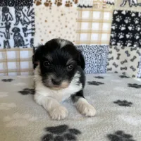 Dodger, a male Maltipoo for sale in Stilwell, OK – Photo 4 of 9