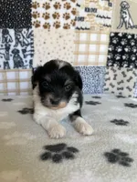 Dodger, a male Maltipoo for sale in Stilwell, OK – Photo 1 of 4