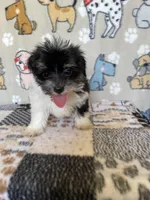 Dodger, a male Maltipoo for sale in Stilwell, OK – Photo 3 of 9