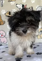 Dodger, a male Maltipoo for sale in Stilwell, OK – 8 of 8