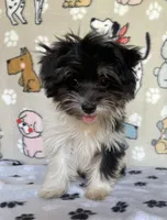 Dodger, a male Maltipoo for sale in Stilwell, OK – 2 of 8
