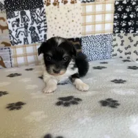 Dodger, a male Maltipoo for sale in Stilwell, OK – Photo 5 of 9