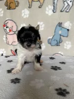 Dodger, a male Maltipoo for sale in Stilwell, OK – Photo 9 of 9