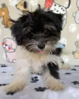 Dodger, a male Maltipoo for sale in Stilwell, OK – 7 of 8