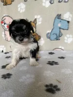 Dodger, a male Maltipoo for sale in Stilwell, OK – Photo 8 of 9